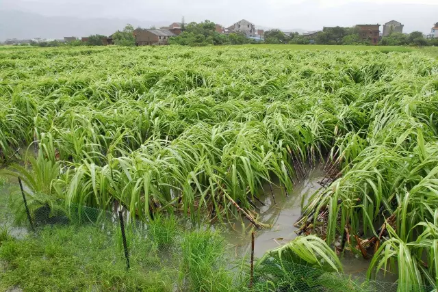 广农糖业：广西暴雨对公司所属甘蔗种植基地有一定影响 但影响相对有限